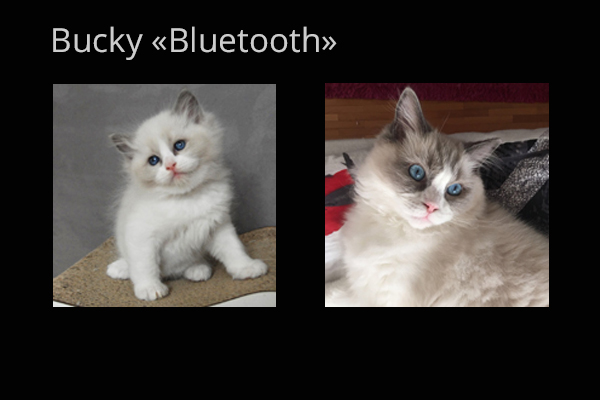Portee_Bucky
