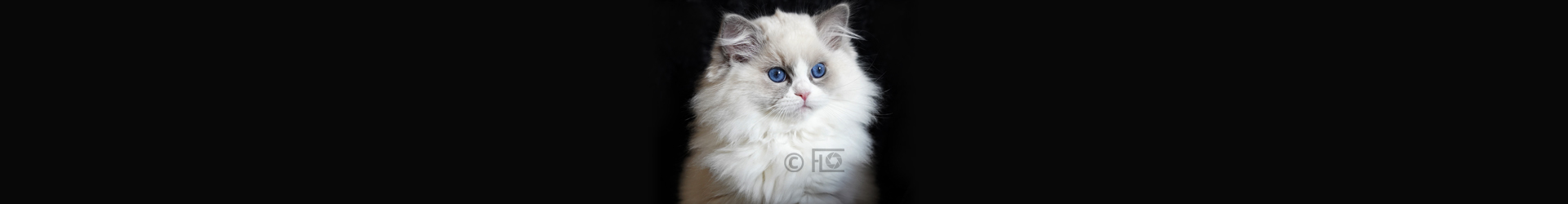 RAGDOLLS DE HAUTE FIE