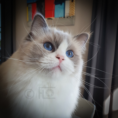 Kimba, 1 an