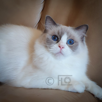 Kimba, 1 an