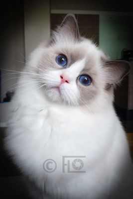Kimba, 8 mois