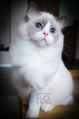 Kimba, 8 mois
