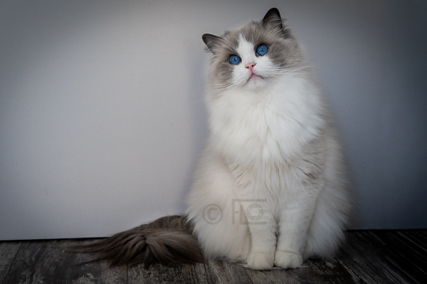 Tiara, 3 ans et demi