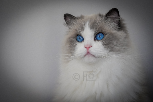 Tiara, 3 ans et demi