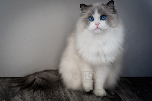 Tiara, 3 ans et demi