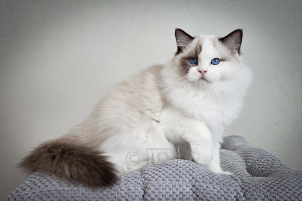 Ziconic, presque 4 mois