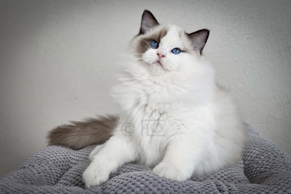 Ziconic, presque 4 mois