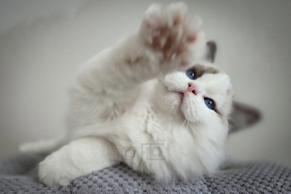 Ziconic, presque 4 mois