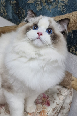 Son père: HU*Diamond Dolls R&rsquo;Oktavian